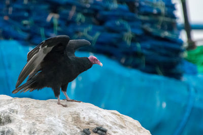 Close-up of bird against black background