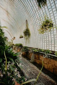 Plants growing in greenhouse