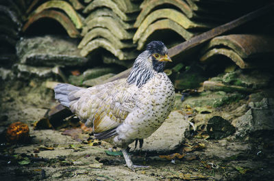 Chicken bird on field