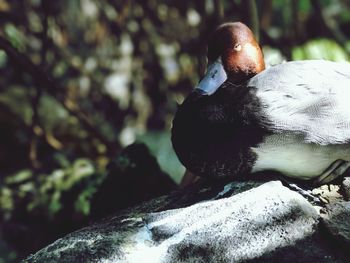 Close-up of bird on tree