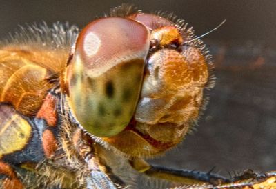 Close-up of butterfly