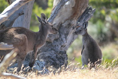 Close-up of deer on field