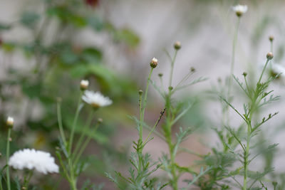 Close-up of white flowering plants on field