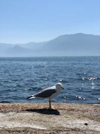 Seagull perching on a sea against sky