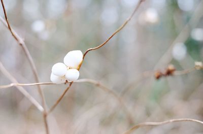 Close-up of white flowering plant