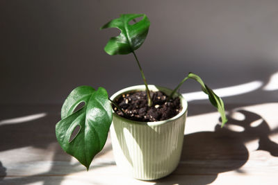 Close-up of potted plant