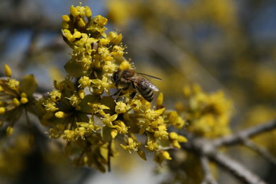 Close-up of insect on yellow flower