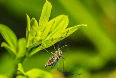 Close-up of insect on leaf