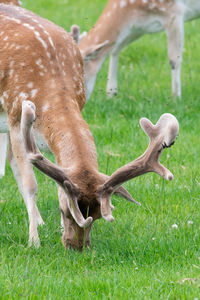 Head shot of a male fallow deer grazing in a meadow