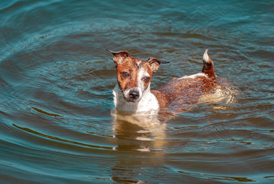 Portrait of dog swimming in lake