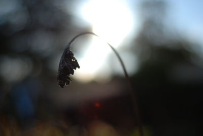 Close-up of dry leaves on plant against sky