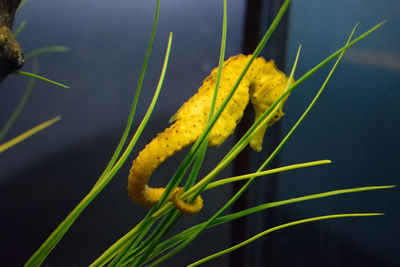 Close-up of yellow plant