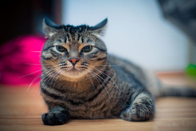 Close-up portrait of tabby cat on floor