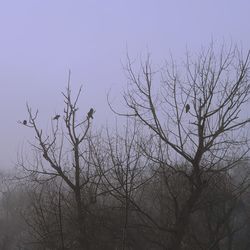 Low angle view of silhouette bare tree against sky