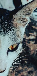 Close-up portrait of a cat