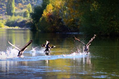 View of birds swimming in lake