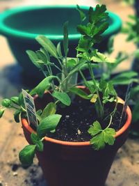 Close-up of potted plant