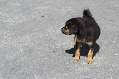 Black puppy on road