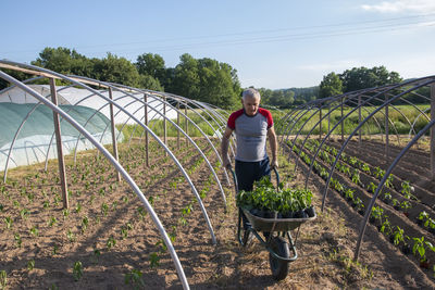 Mature man pushing wheelbarrow with peppers. organic farm products. farmer working on sowing season.