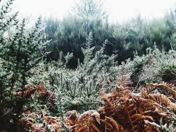 Plants growing on tree