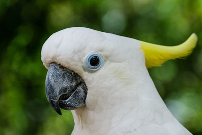 Close-up of a parrot