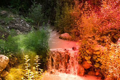 High angle view of stream amidst trees in forest during autumn