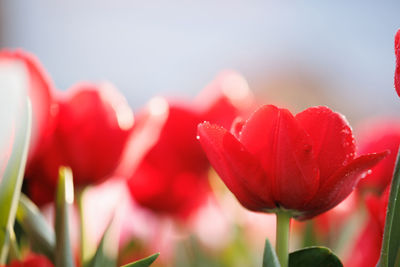 Close-up of red tulip