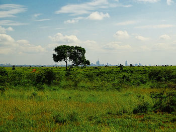 Trees on field against sky