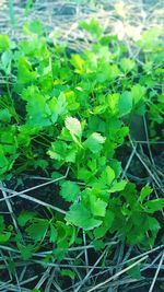 Close-up of fresh green plants