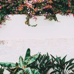 Close-up of potted plant against wall