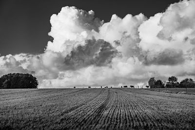 Cloudscape with horses and field