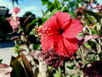 Close-up of red hibiscus on plant