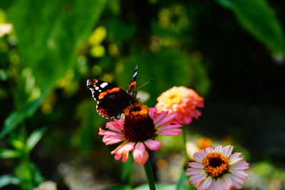 Close-up of butterfly pollinating on pink flower