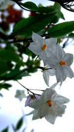 Close-up of fresh white flowers blooming on branch