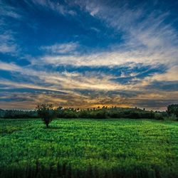 Scenic view of grassy field against sky