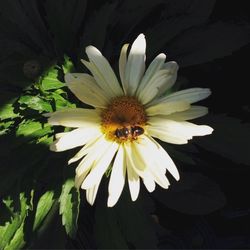 Close-up of a daisy flower