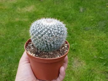 Close-up of hand holding succulent plant