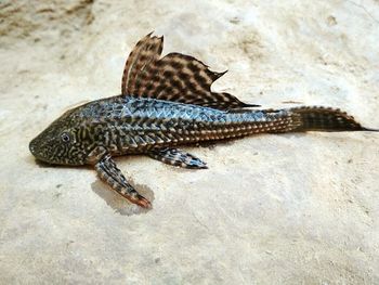 Close-up of lizard