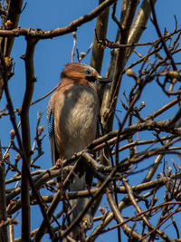 Low angle view of bird perching on branch