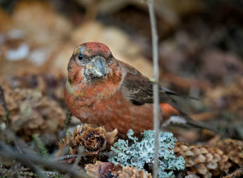 Red crossbill eating silver fir cones