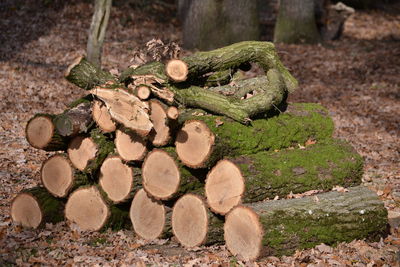 Stack of logs on tree trunk in forest