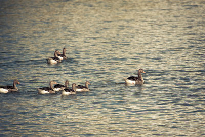 Ducks swimming in lake