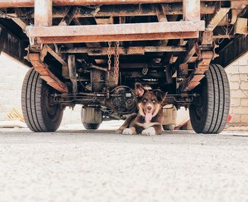 Portrait of a dog standing on street in city