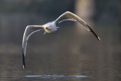 Close-up of bird flying outdoors