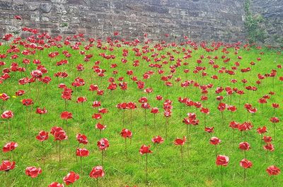 High angle view of red poppy flowers on field