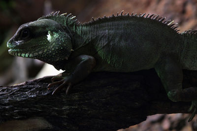 Close-up of a lizard on tree