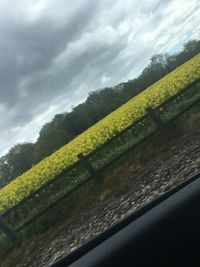 Close-up of fresh green farm against sky