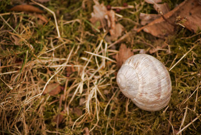 High angle view of snail on field