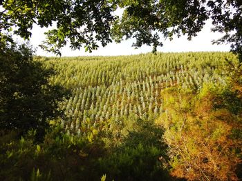 Scenic view of vineyard against sky