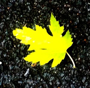 Close-up of yellow autumn leaves